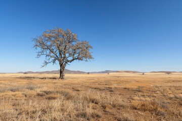 Fototapeta premium Lone tree in vast african savannah under clear blue sky
