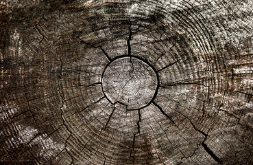 Texture of natural old wood with a cracks. Close-up. Top view. Selective focus.
