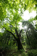 trees in the forest, tree,trees,nature,green
