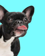 adorable french bulldog puppy sticking out tongue and panting