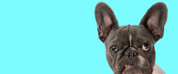 funny french bulldog dog making an upset face while growling