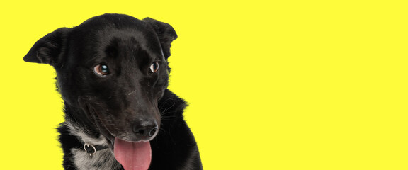 adorable black metis dog looking to side and sticking out tongue
