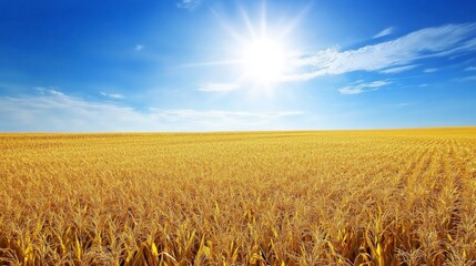 Naklejka premium Golden Cornfield Under a Sunny Blue Sky