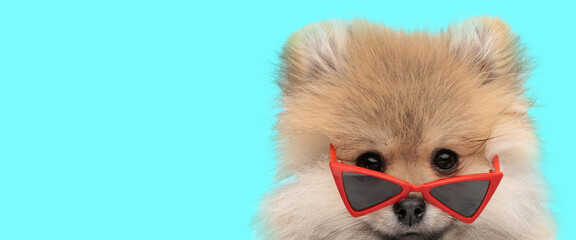 sweet little pomeranian spitz puppy with red triangle sunglasses