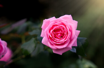 Beautiful pink rose in the sun rays. Close-up. Selective focus.