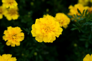 Yellow flowers of marigolds on a green background. Natural wallpaper. Close-up. Selective focus.