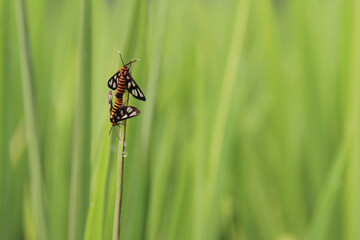 Amata huebneri, the wasp moth, is a moth in the genus Amata of the family Erebidae (subfamily Arctiinae – 