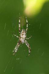 spider on the web