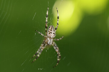 spider on a web