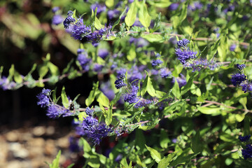 Closeup of Bluebeard blooms, Suffolk England
