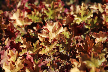 Heuchera foliage in Autumn, Suffolk England
