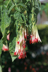 Macro image of White Bolivian Fuchsia blooms, Suffolk England

