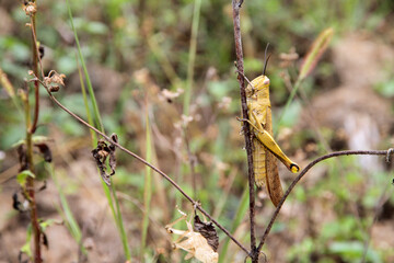 A grasshopper is sitting on the grass and wants to shed its skin