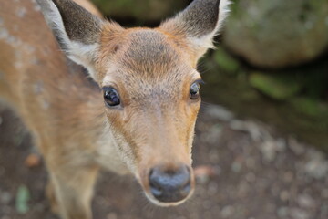 The deer that live on Mount Wakakusa in Nara Prefecture are very friendly.