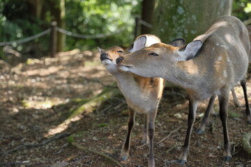 The deer that live on Mount Wakakusa in Nara Prefecture are very friendly.