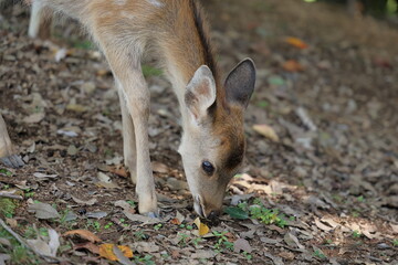 The deer that live on Mount Wakakusa in Nara Prefecture are very friendly.
