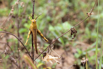 A grasshopper is sitting on the grass and wants to shed its skin