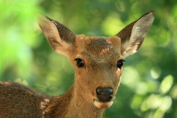 Obraz premium The deer that live on Mount Wakakusa in Nara Prefecture are very friendly.