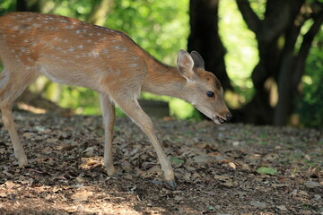 The deer that live on Mount Wakakusa in Nara Prefecture are very friendly.