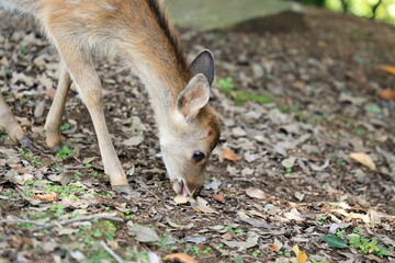 The deer that live on Mount Wakakusa in Nara Prefecture are very friendly.