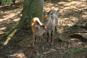 The deer that live on Mount Wakakusa in Nara Prefecture are very friendly.