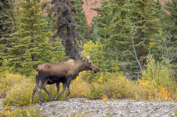 Alaska Yukon Cow and Calf Moose in Denali National Park Alaska in Autumn