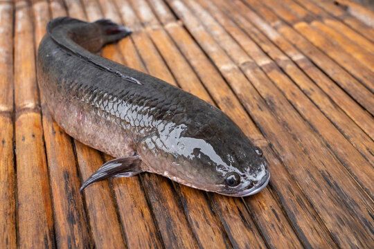Fresh, large, complete striped snakehead fish - Channa striata on the bamboo table.