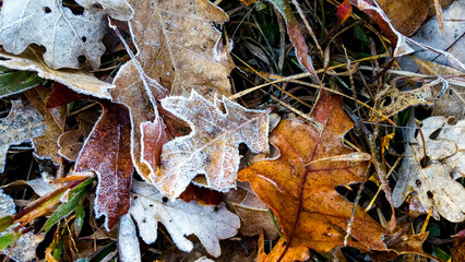 frosty autumn leaves on the ground