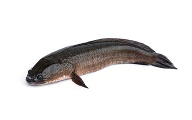 Fresh, large, complete striped snakehead fish - Channa striata isolated on white background.