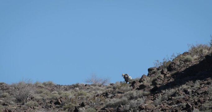 Bighorn Sheep ram disappearing over the ridge Mojave California