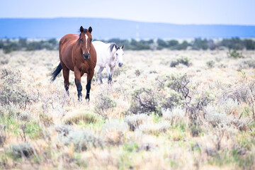 Wild horse on the prairie.