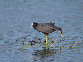 Eurasian coot, Fulica atra