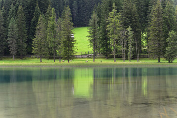 Sheep on holiday on the lake