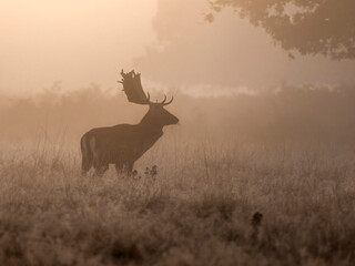 Fallow deer, Dama dama