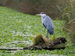 Grey heron, Ardea cinerea