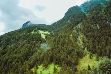 Obraz premium Lush green pine tree forest on mountain side forrest of trees