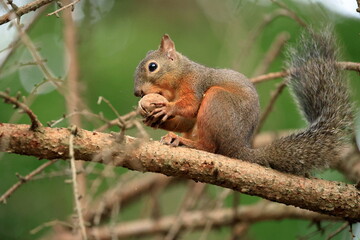 Squirrel sitting on a tree branch eating a nut in the forest in Japan