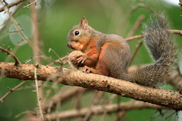Squirrel sitting on a tree branch eating a nut in the forest in Japan