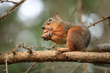 Fototapeta premium Squirrel sitting on a tree branch eating a nut in the forest in Japan