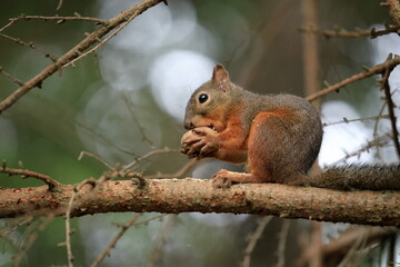 Squirrel sitting on a tree branch eating a nut in the forest in Japan
