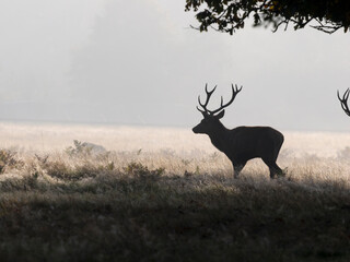 Red deer, Cervus elaphus