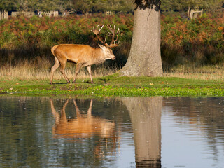 Naklejka premium Red deer, Cervus elaphus