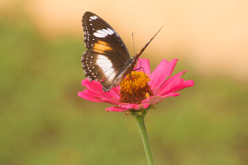 A small butterfly called a tiger moth is mating on the grass
