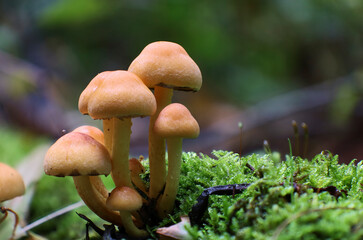 macro of a sulfur cap mushroom 