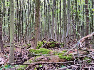 bird in the forest