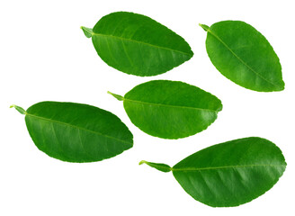 Citrus leaves isolated on a white background.