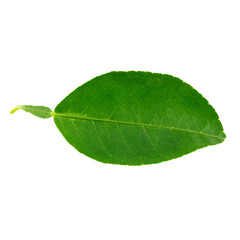 Obraz premium Citrus leaves isolated on a white background.