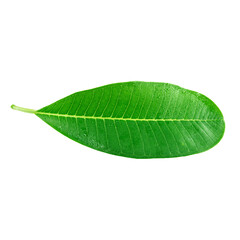 Obraz premium green Leaf with water droplets