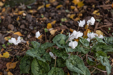 White cyclamen flowering in an English garden in autumn