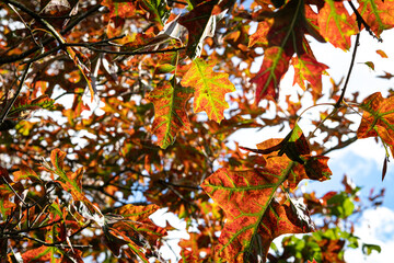 Golden, red and orange leaves on a tree in autumn in an English garden